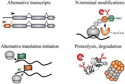 Editorial: Plant protein termini: Their generation, modification and function